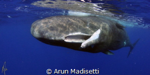 Sperm whale dentition, shows the holes in the top jaw whe... by Arun Madisetti 